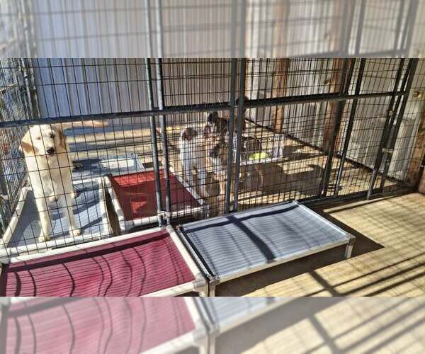 Medium Photo #10 Labradoodle Puppy For Sale in Sebec, ME, USA