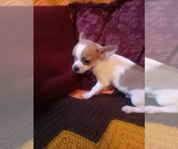 Medium Photo #2 Chihuahua Puppy For Sale in POWHATAN, VA, USA