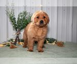 Small Photo #12 Golden Retriever Puppy For Sale in HOLMESVILLE, OH, USA