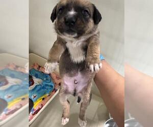 Mutt Dogs for adoption in Bakersfield, CA, USA