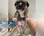 Small Mutt