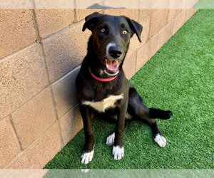 Labrador Retriever-Unknown Mix Dogs for adoption in Moreno Valley, CA, USA