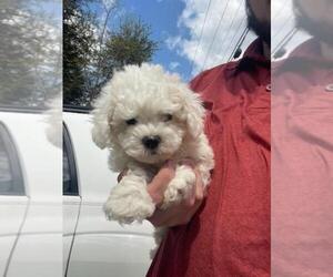 Bichon Frise Puppy for sale in MCMINNVILLE, TN, USA