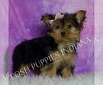 Small Photo #12 Yorkshire Terrier Puppy For Sale in WARSAW, IN, USA