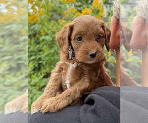 Medium Goldendoodle (Miniature)