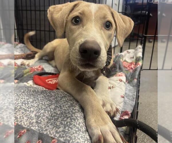 Medium Photo #3 Mutt Puppy For Sale in San Antonio, TX, USA