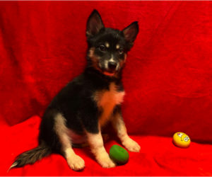 Pomsky Puppy for sale in ACTON, CA, USA