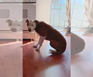 American Staffordshire Terrier Dogs for adoption in San Antonio, TX, USA