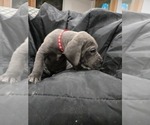 Small #4 Great Dane