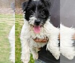Small #3 Russell Terrier