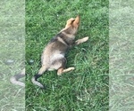 Small Photo #2 German Shepherd Dog Puppy For Sale in MARION, SD, USA