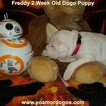 Small Photo #158 Dogo Argentino Puppy For Sale in PINEVILLE, MO, USA