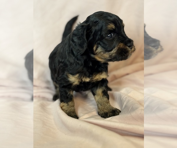 Medium Photo #12 Bernedoodle (Miniature) Puppy For Sale in LONGMONT, CO, USA