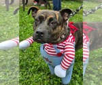 Joecee - Female American Pit Bull Terrier-Unknown Mix Dog for Adoption - Small photo