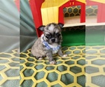 Small Photo #3 Chihuahua Puppy For Sale in NEWVILLE, PA, USA