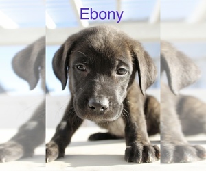Cane Corso-German Shepherd Dog Mix Puppy for sale in SALT LAKE CTY, UT, USA