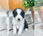 Small Australian Shepherd