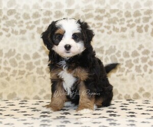 Miniature Bernedoodle Puppy for sale in DENVER, PA, USA