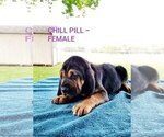 Small Photo #3 Bloodhound Puppy For Sale in ANGLETON, TX, USA