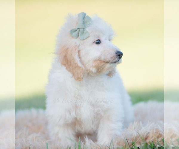 Medium Photo #8 Goldendoodle (Miniature) Puppy For Sale in WARSAW, IN, USA