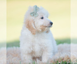 Small Photo #65 Goldendoodle (Miniature) Puppy For Sale in WARSAW, IN, USA