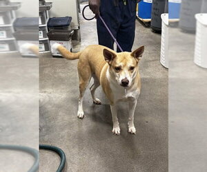 American Pit Bull Terrier-Siberian Husky Mix Dogs for adoption in Forestville, MD, USA