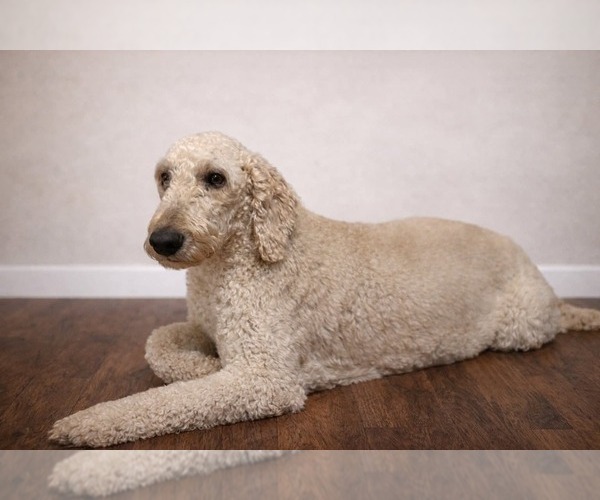 Medium Photo #1 Schnoodle (Giant) Puppy For Sale in SEVIERVILLE, TN, USA