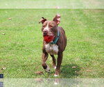 Small #6 American Pit Bull Terrier Mix