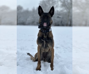 Mother of the Belgian Malinois puppies born on 03/14/2025