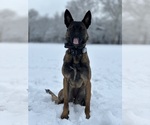 Small Photo #1 Belgian Malinois Puppy For Sale in NEW YORK, NY, USA
