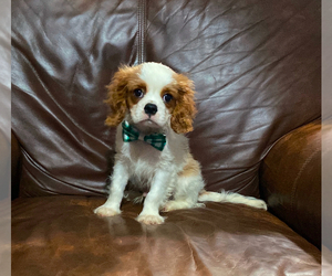 Cavalier King Charles Spaniel Puppy for sale in CAMPBELLSVILLE, KY, USA