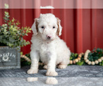 Puppy Walter Goldendoodle (Miniature)