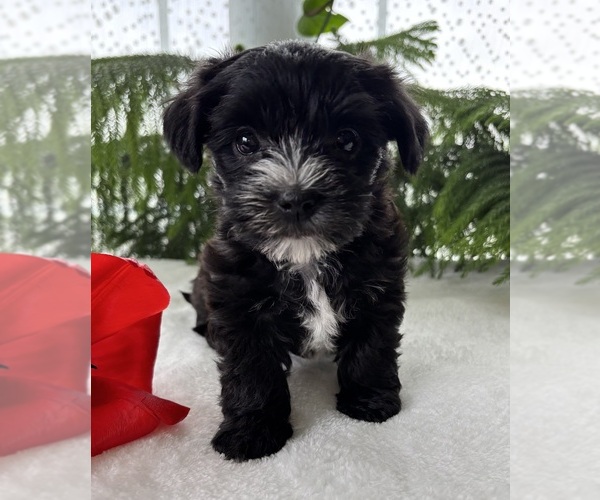 Medium Photo #6 Morkie Puppy For Sale in ROCK STREAM, NY, USA