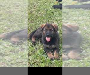 German Shepherd Dog Puppy for sale in PEMBROKE PARK, FL, USA