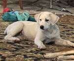 Small #12 Great Pyrenees Mix
