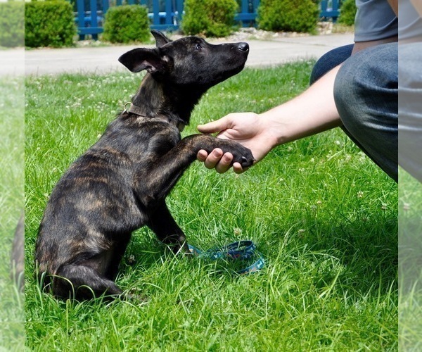 Medium Photo #7 Dutch Shepherd Dog Puppy For Sale in CHARLESTON, WV, USA