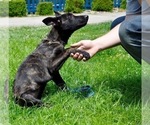 Small Photo #7 Dutch Shepherd Dog Puppy For Sale in CHARLESTON, WV, USA