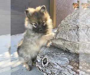 Pomeranian Puppy for sale in FRANKLIN, IN, USA