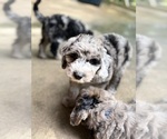Small #7 Sheepadoodle