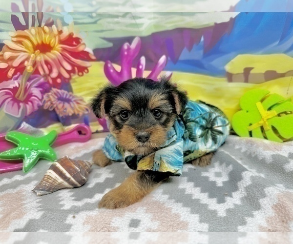 Medium Photo #5 Morkie Puppy For Sale in CASSVILLE, MO, USA