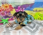 Small #4 Morkie