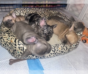 French Bulldog Puppy for sale in LOS ANGELES, CA, USA
