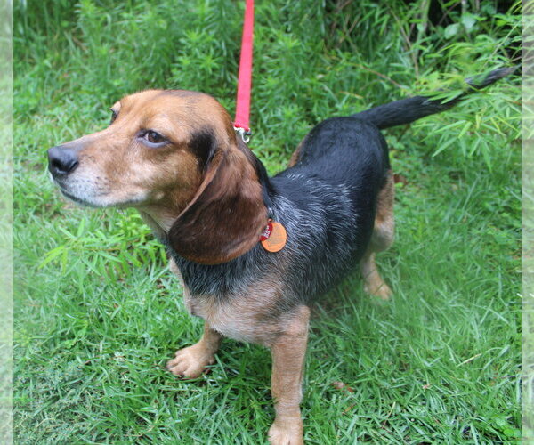 Medium Photo #10 Beagle Puppy For Sale in Dunnellon, FL, USA