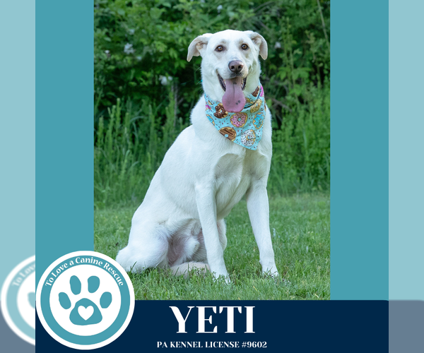 Medium Photo #2 Shepradors Puppy For Sale in Kimberton, PA, USA