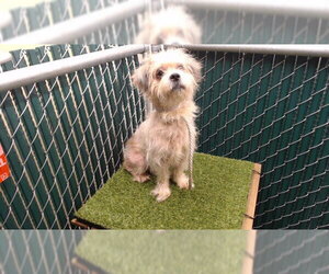 Poodle (Miniature)-Unknown Mix Dogs for adoption in Downey, CA, USA