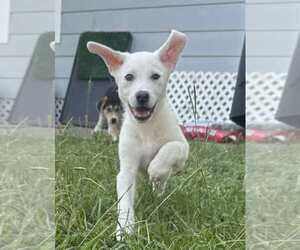Great Pyrenees-Unknown Mix Dogs for adoption in Houston, TX, USA