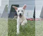 Small Great Pyrenees Mix