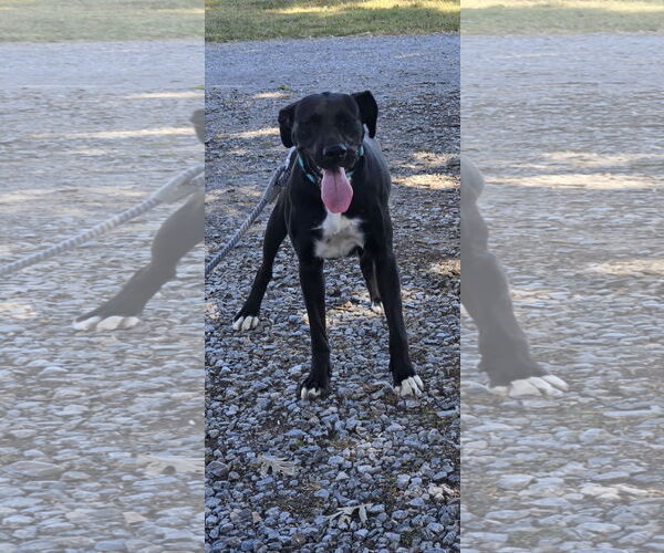 Medium Photo #13 Labrador Retriever-Unknown Mix Puppy For Sale in Rustburg, VA, USA