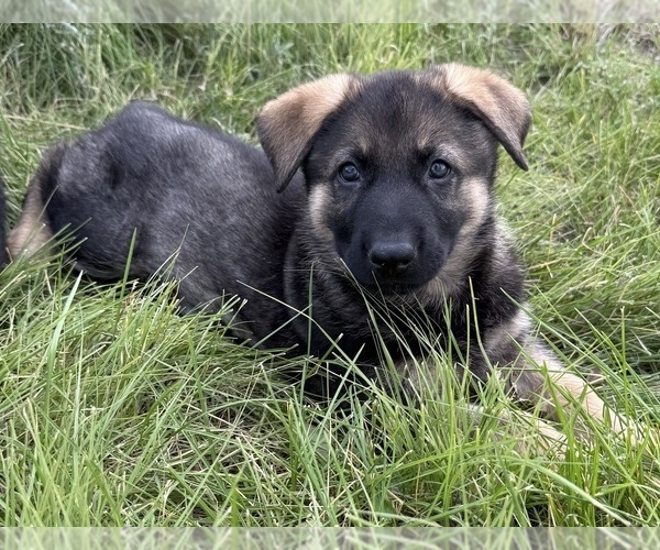 Medium Photo #4 German Shepherd Dog Puppy For Sale in BRIGHTON, CO, USA