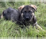 Small #3 German Shepherd Dog